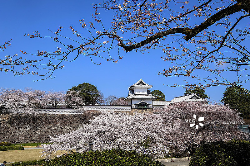 日本石川县金泽城石川门和樱花，丸之内图片素材
