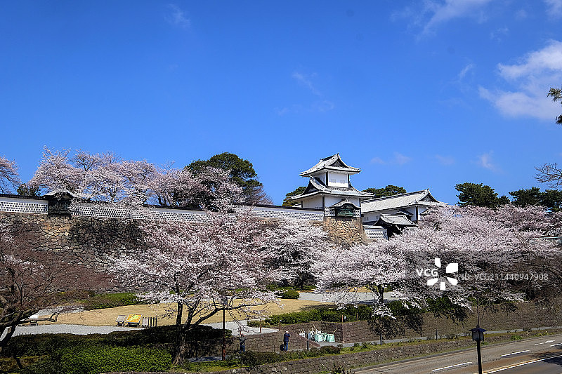 日本石川县金泽城石川门和樱花，丸之内图片素材