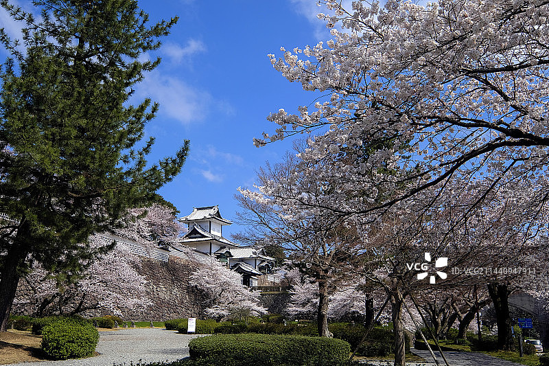日本金泽城石川门与樱花图片素材