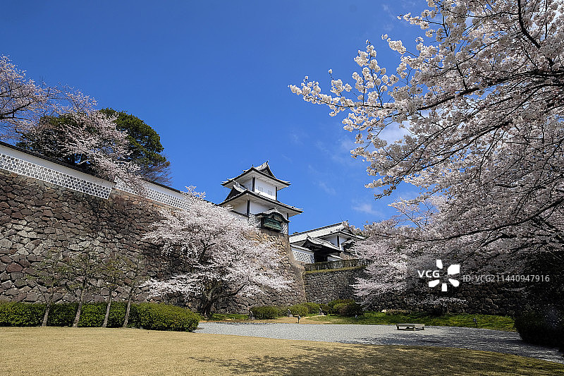 日本石川县金泽城石川门和樱花，丸之内图片素材