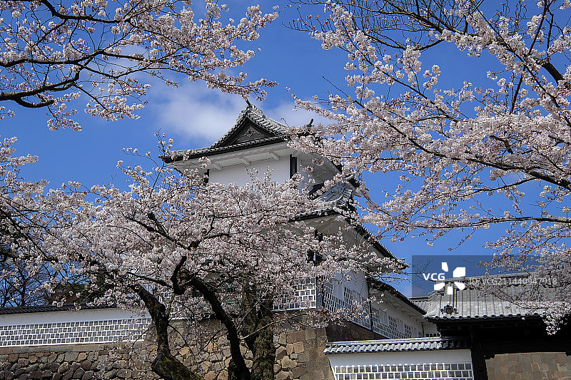 日本石川县金泽城石川门和樱花，丸之内图片素材
