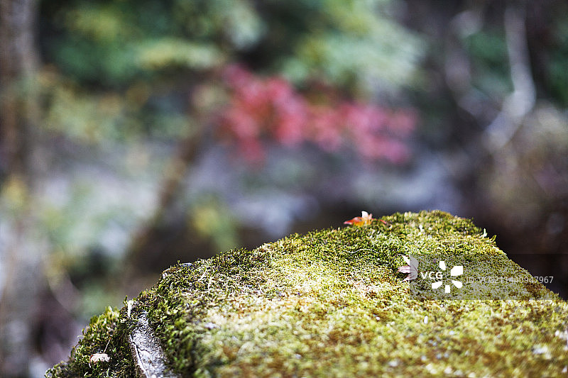 日本箕面国家公园，大阪府图片素材