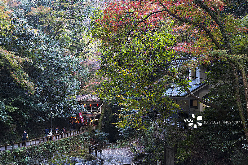 日本大阪箕面市秋叶图片素材