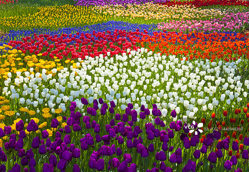 茨城县日立海滨公园的郁金香图片素材