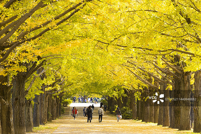 日本东京昭岛市的一排银杏树图片素材