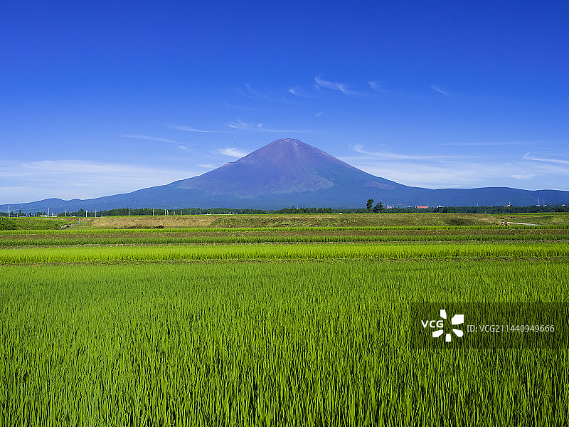 日本静冈县御殿场市的稻田和富士山图片素材
