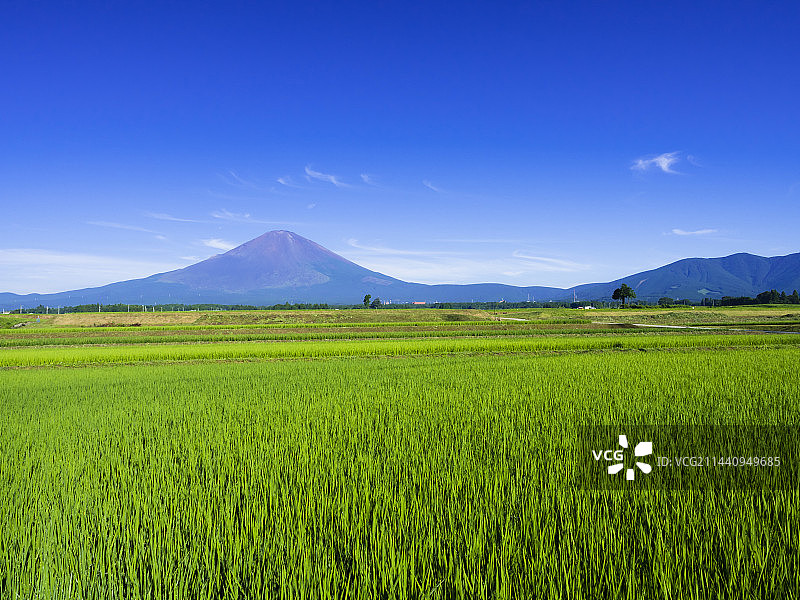 日本静冈县御殿场市的稻田和富士山图片素材