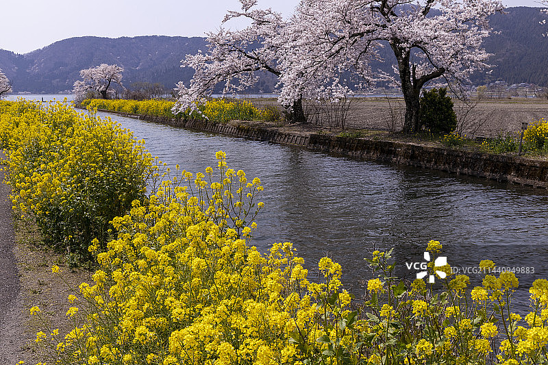 日本滋贺县余吴湖的樱花图片素材