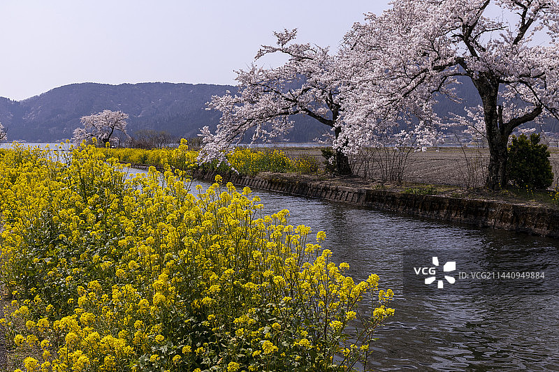 日本滋贺县余吴湖的樱花图片素材