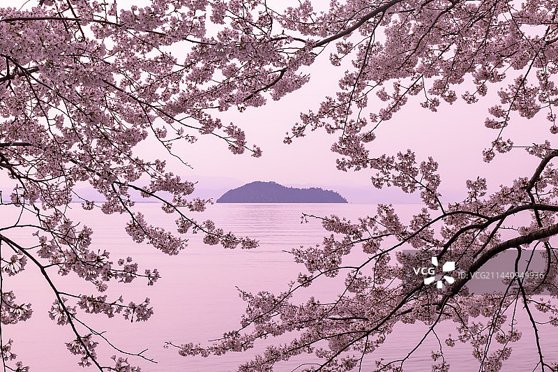 日本海津大崎的樱花，滋贺县高岛市图片素材