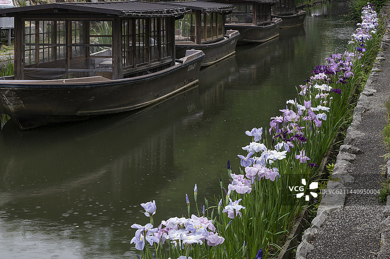 日本滋贺县近江八幡市八幡堀的鸢尾花图片素材