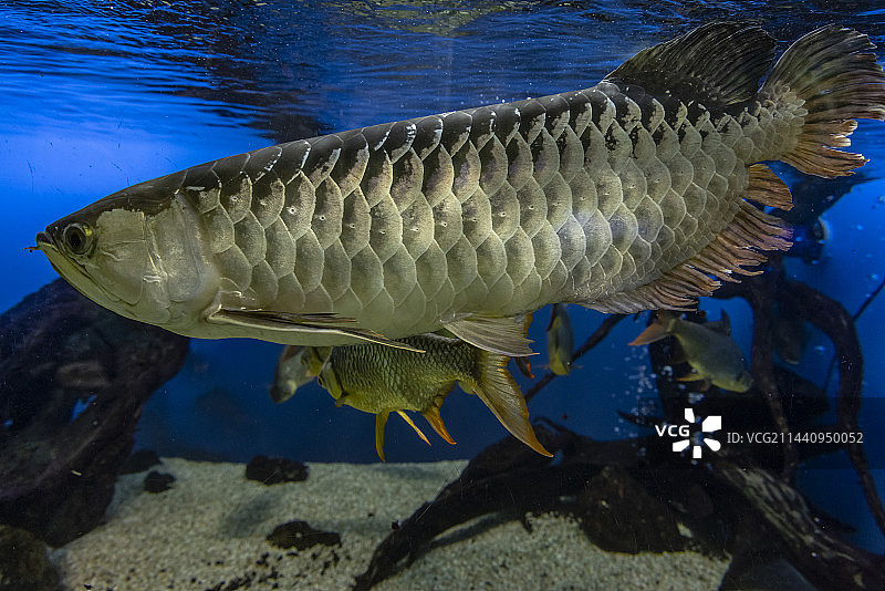 亚洲金龙鱼，日本三重县鸟羽图片素材