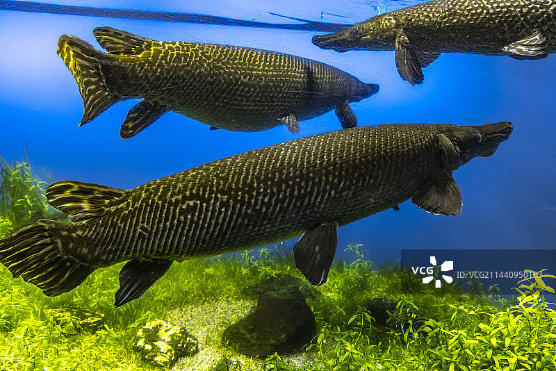 雀鳝，日本三重县鸟羽市图片素材