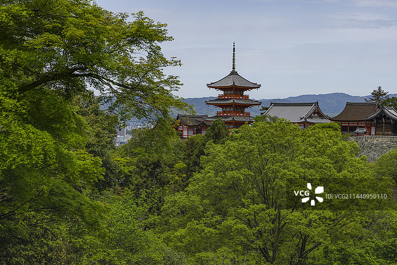 翠绿的清水寺，日本京都图片素材