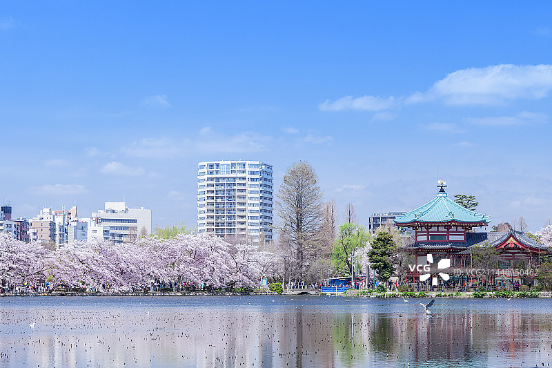 日本东京台东区不忍池与成排的樱花树图片素材