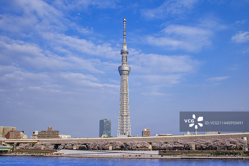 樱花与东京晴空塔，日本，东京，墨田区图片素材