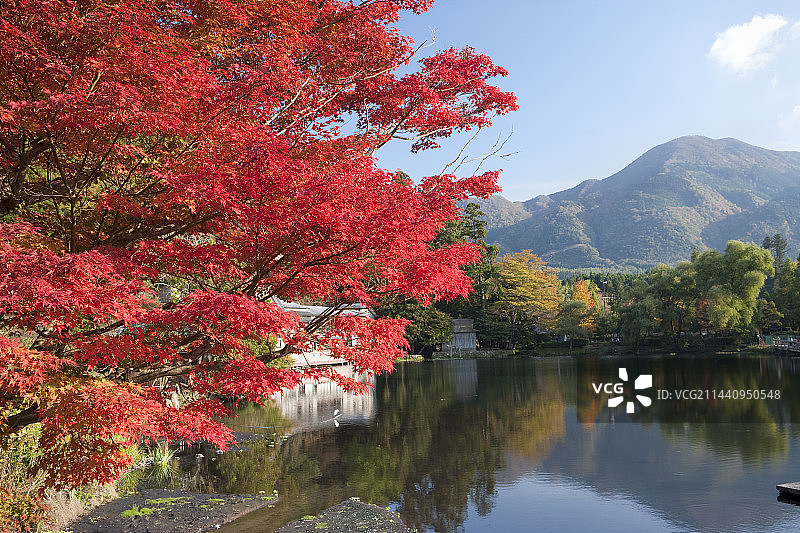 大分县由布市金鳞湖的秋叶图片素材