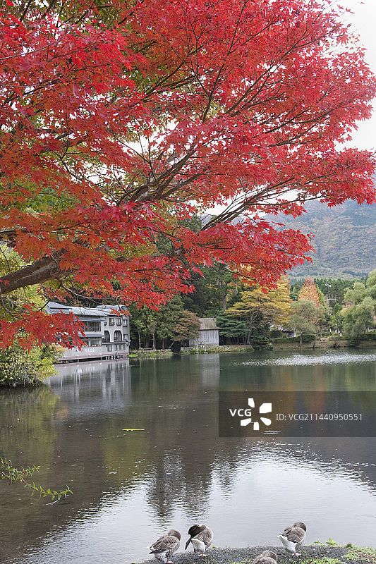 大分县由布市金鳞湖的秋叶图片素材