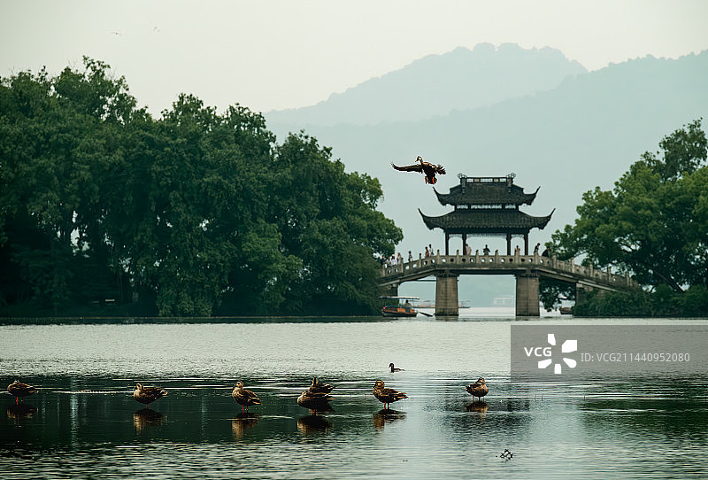 杭州曲院风荷晨图片素材