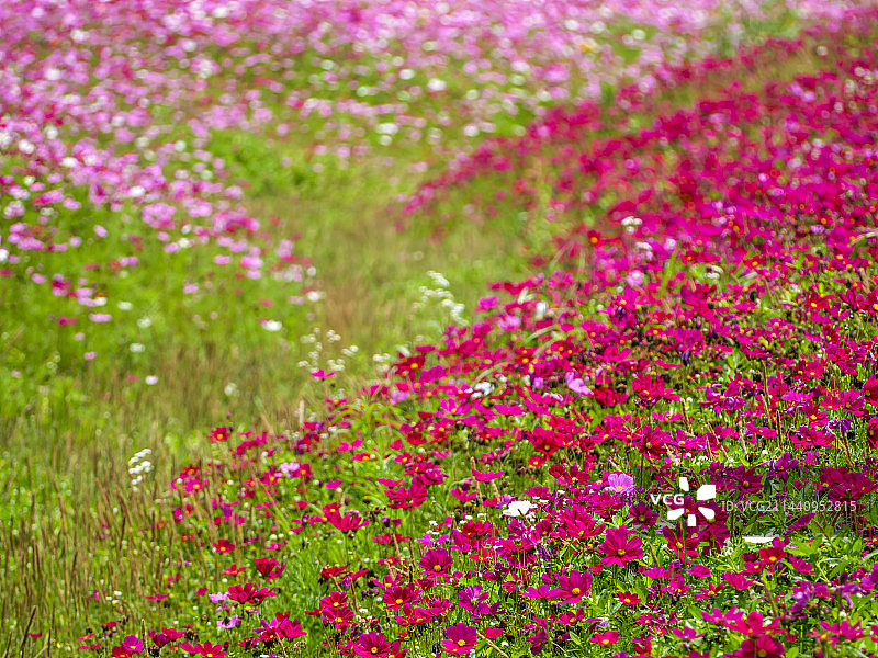 杭州·湘湖花海香田图片素材