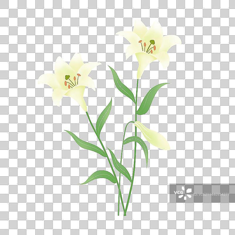 手绘百合花图片素材