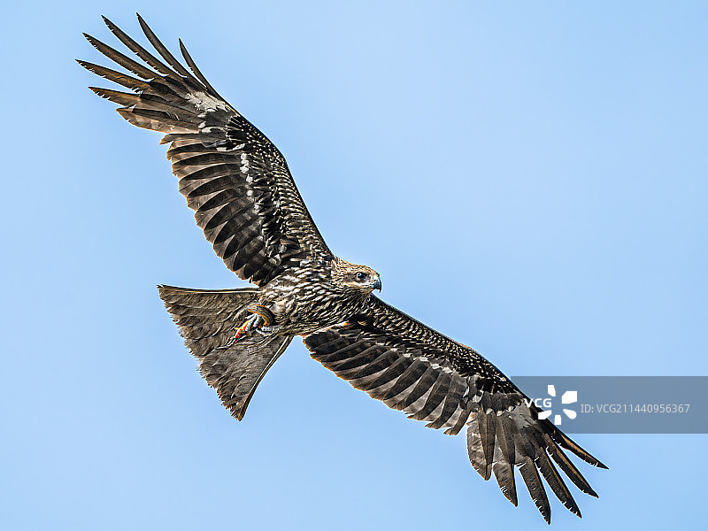 黑耳鸢图片素材