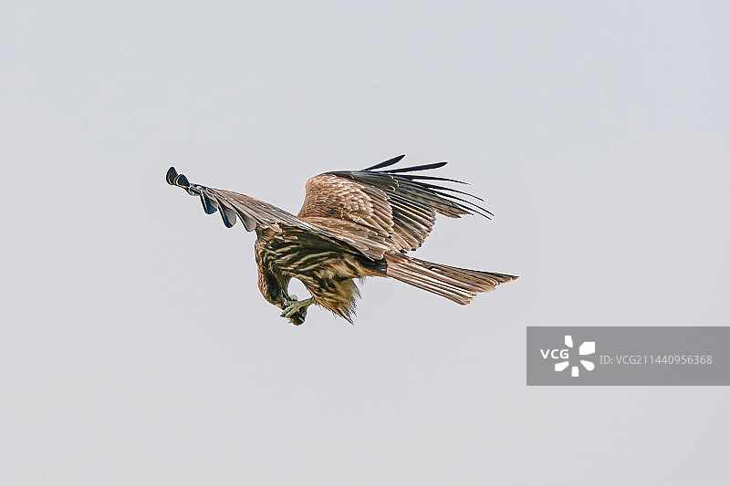 黑耳鸢图片素材