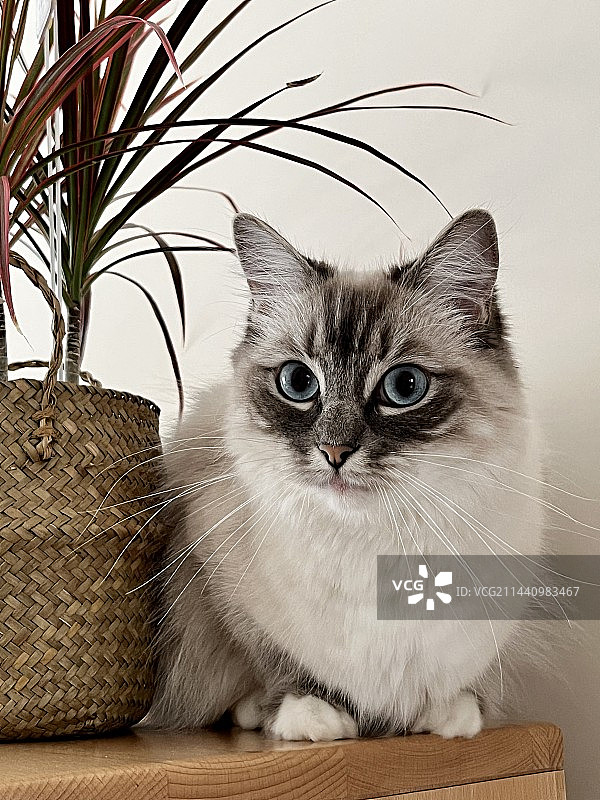 可爱的猫咪图片素材