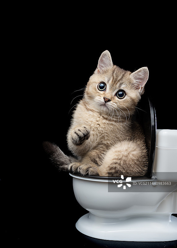 马桶和猫猫图片素材