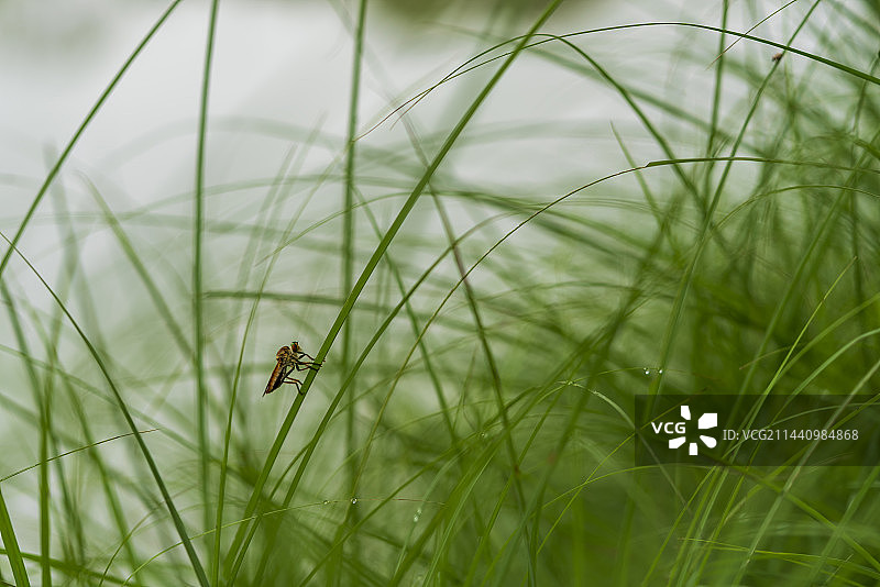 丛林探险图片素材