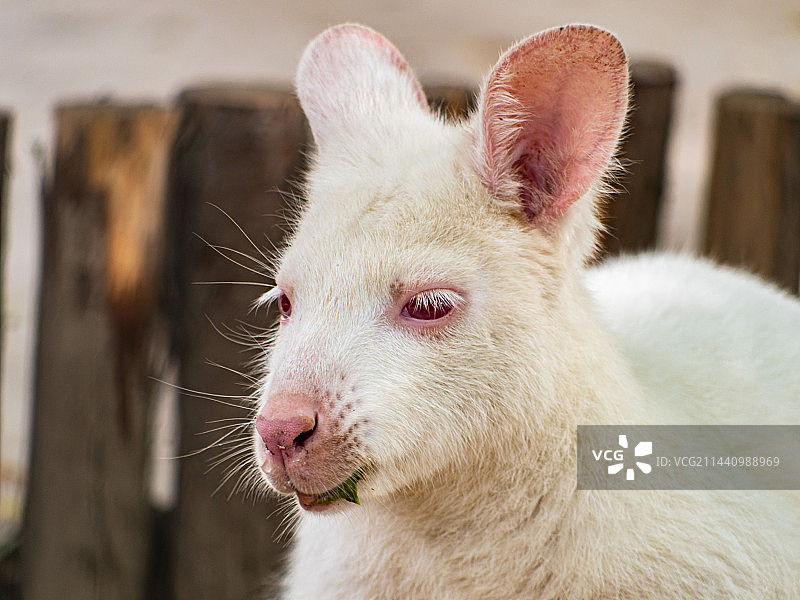 白化袋鼠图片素材