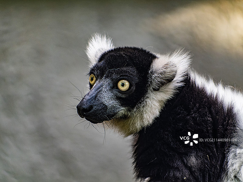 呆萌可爱的领狐猴图片素材