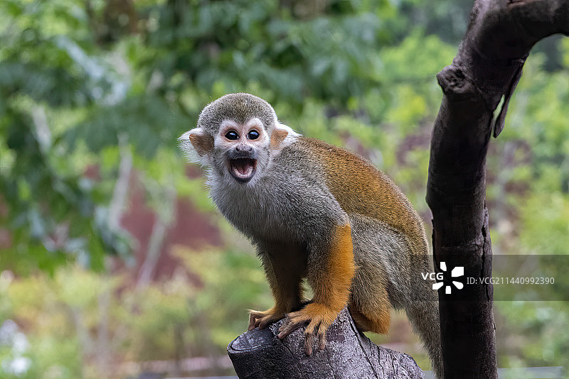 南京红山森林动物园的红吼猴图片素材