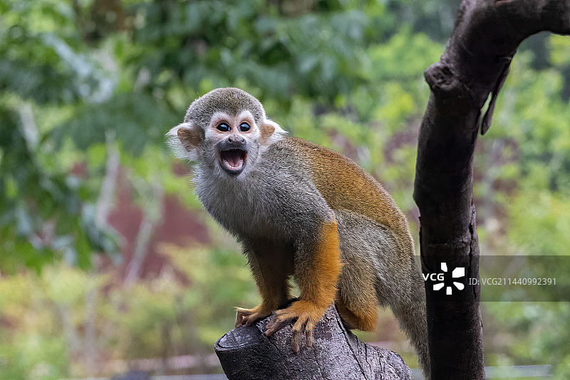 南京红山森林动物园的红吼猴图片素材