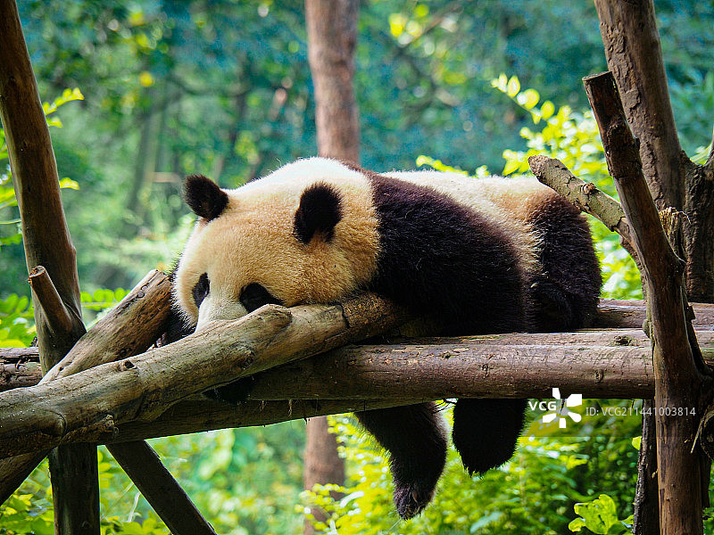 趴着的熊猫图片素材
