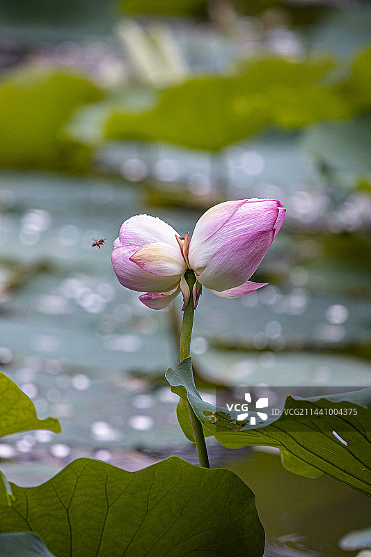 下午雨后的并蒂莲居然含苞欲放图片素材