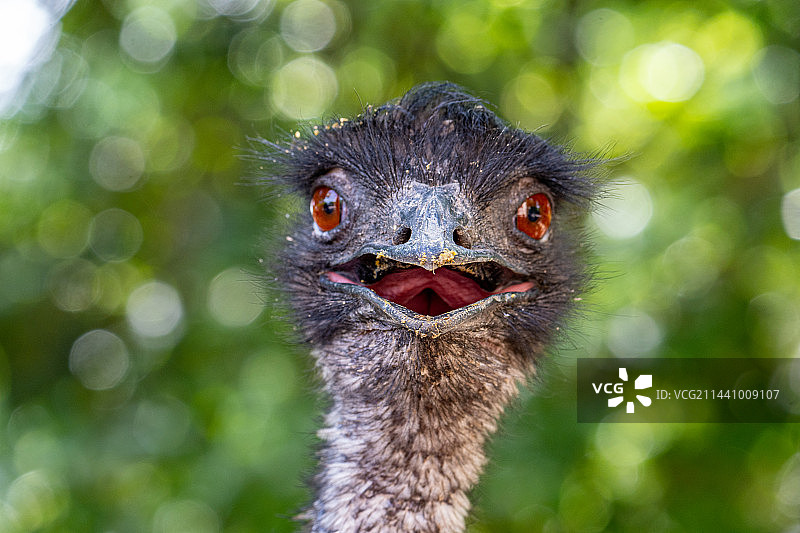 鸸鹋的特写图片素材