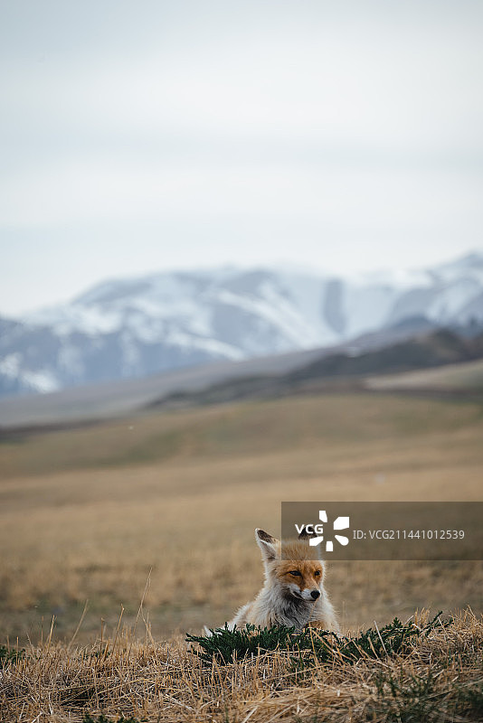 赛里木湖的小狐狸图片素材