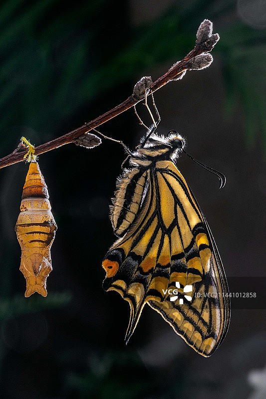 柑橘凤蝶羽化图片素材