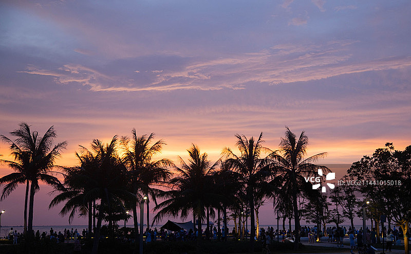 世纪公园晚霞椰林图片素材