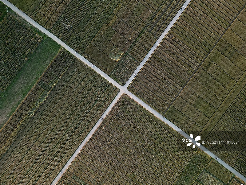 小麦试验田图片素材