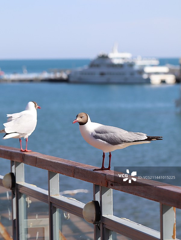青海湖的游人与海鸥图片素材