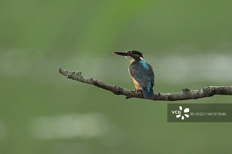 翠鸟栖息在树枝上的特写镜头图片素材