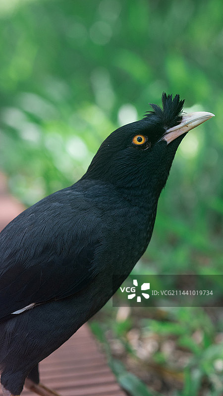 八哥鸟图片素材