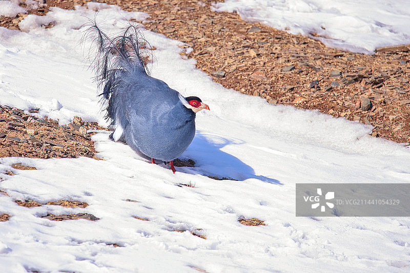 贺兰山蓝马鸡图片素材
