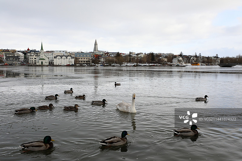 冰岛雷克雅未克托宁湖里的天鹅图片素材