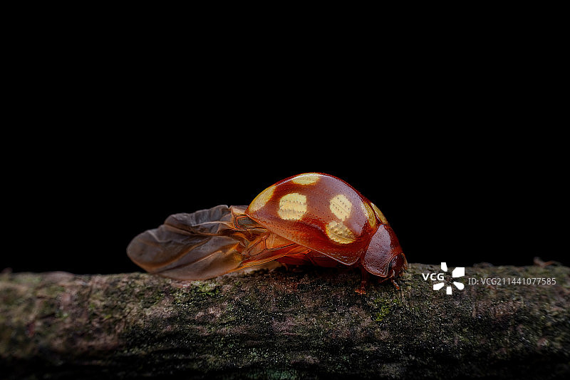 展翅欲飞图片素材