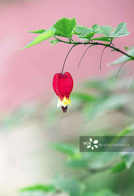 红萼苘麻特写图片素材