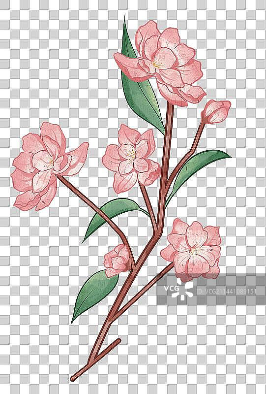 海棠花图片素材