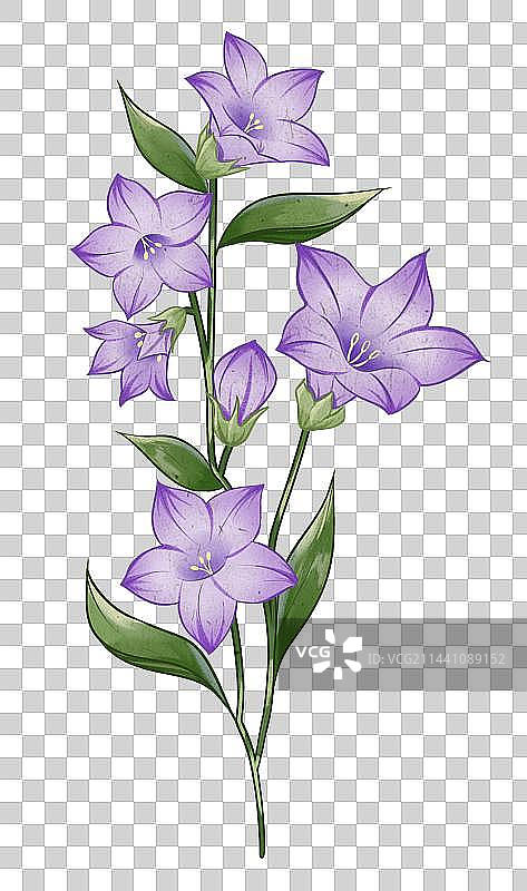 桔梗花图片素材